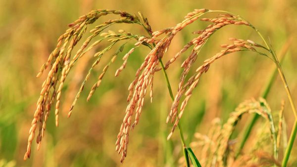 مقایسه قیمت برنج عمده ایرانی در سال ۱۴۰۴