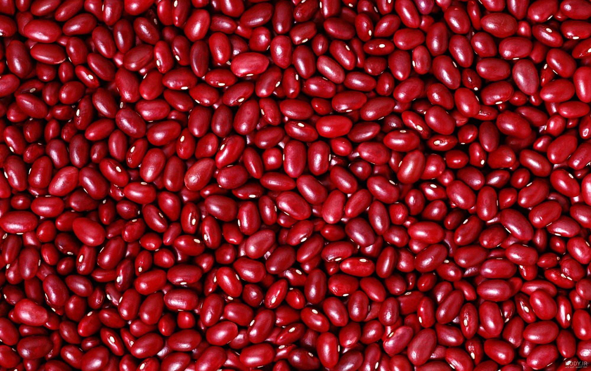 راهنمای خرید عمده لوبیا